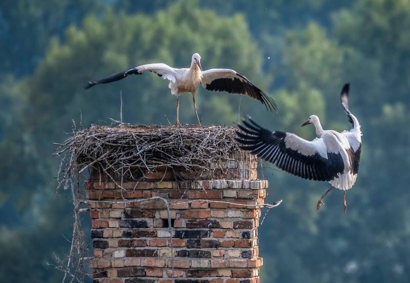 Expert Chimney Animal Removal in Brookfield, IL Professional Chimney Animal Removal Services in Brookfield, Illinois