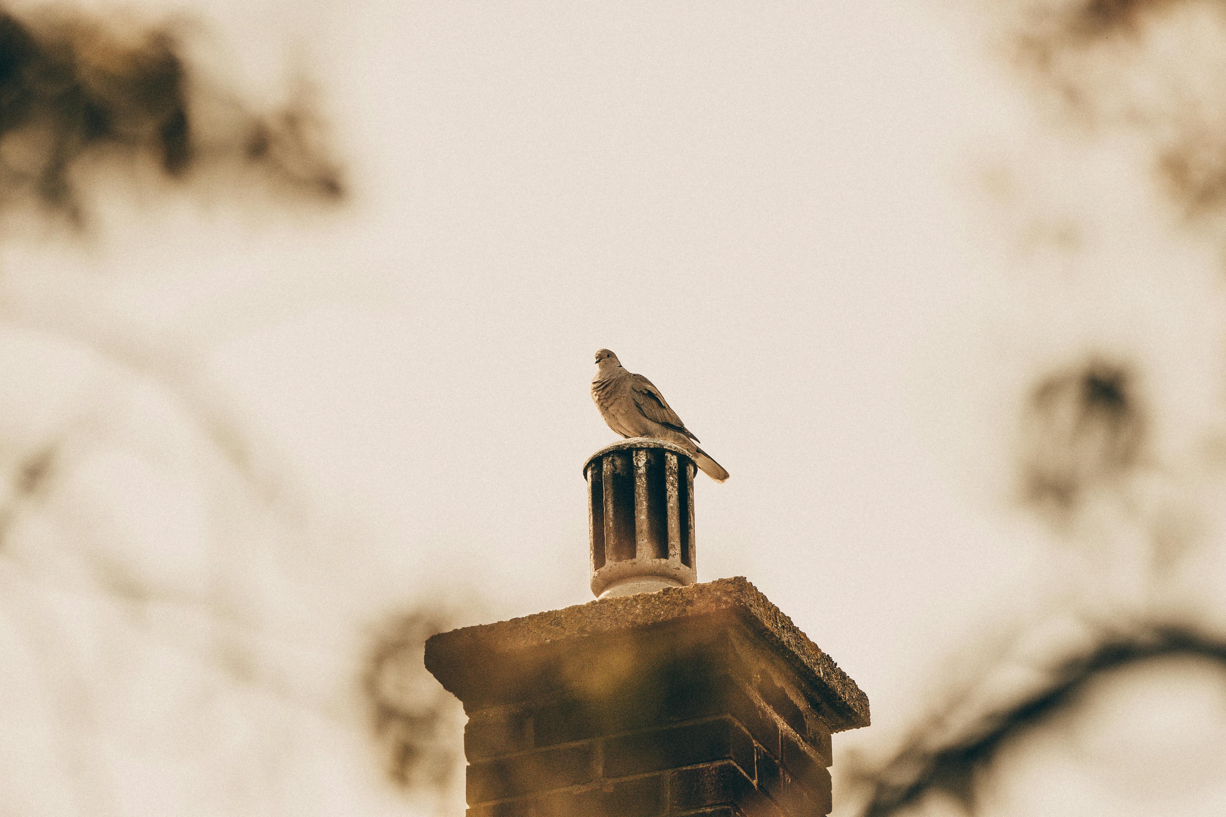 Professional Chimney Cap Installation Services in Brookfield, IL Expert Chimney Cap Installation in Brookfield, Illinois